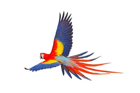 Parrot Stock Photos