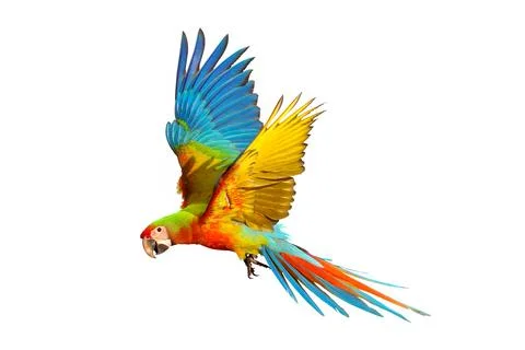 Parrot Stock Photos