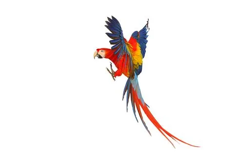 Parrot 스톡 사진