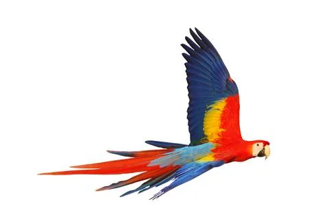 Parrot 스톡 사진
