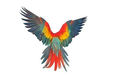 Parrot Stock Photos