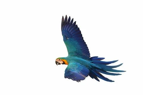 Parrot Foto stock