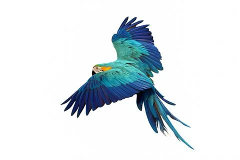 Parrot Stock Photos