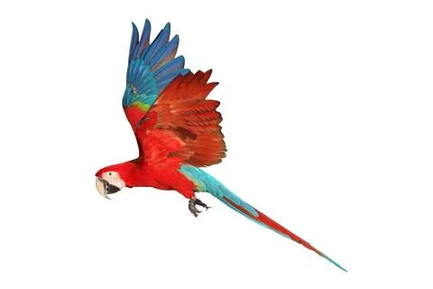 Parrot Stock-Fotos