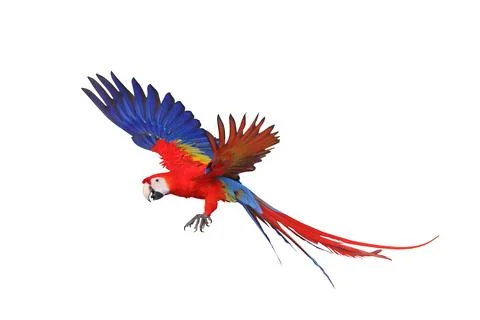 Parrot 스톡 사진
