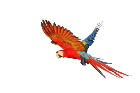 Parrot Stock Photos