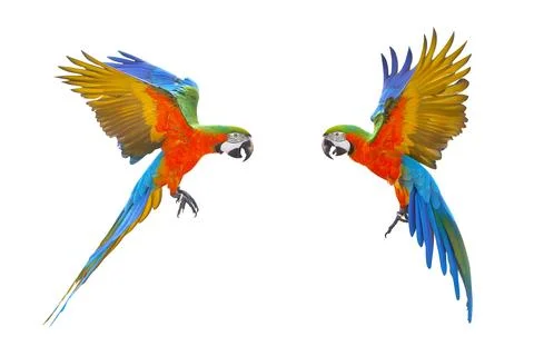 Parrot Stock Photos