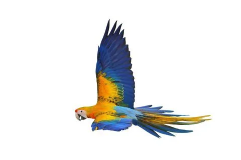 Parrot Stock Photos