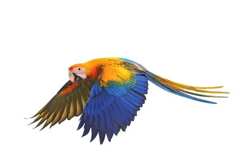 Parrot Foto stock