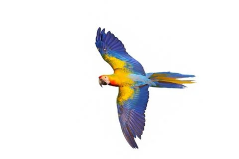 Parrot 스톡 사진