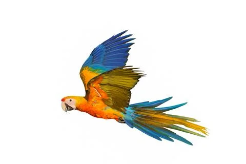 Parrot Foto stock