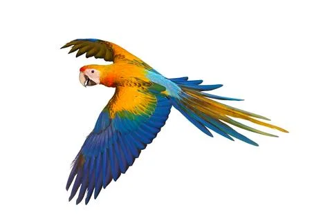 Parrot Stock Photos