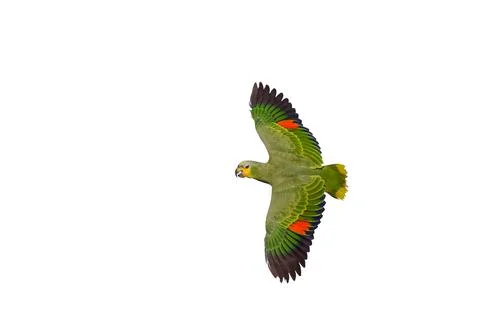 Parrot Stock Photos