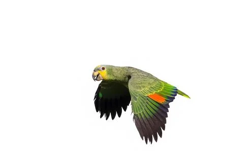 Parrot Foto stock