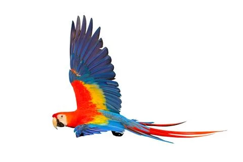 Parrot Foto stock