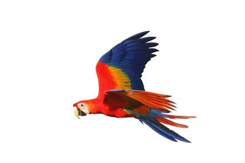 Parrot Foto stock