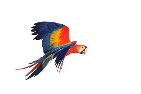 Parrot Stock-Fotos