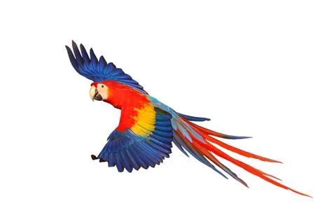 Parrot Foto stock