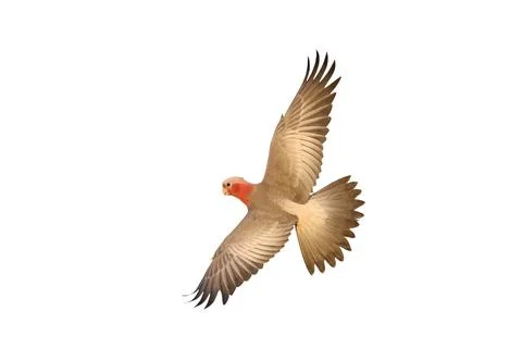 Parrot 스톡 사진