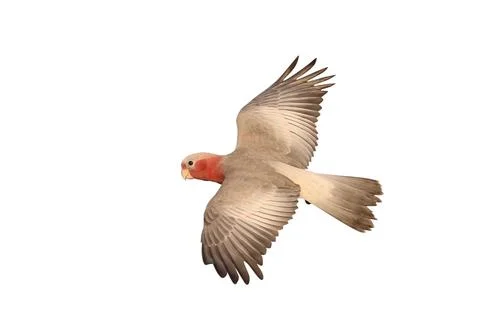 Parrot Stock Photos