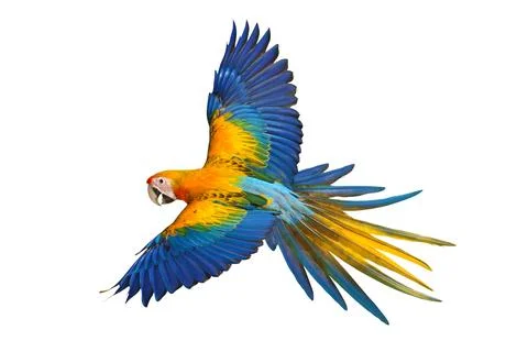 Parrot Foto stock