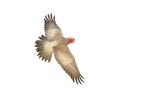 Parrot Stock Photos