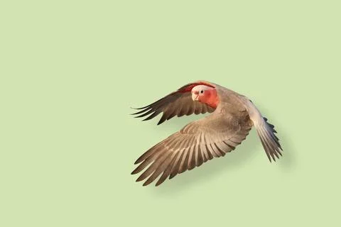 Parrot Stock-Fotos