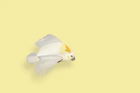 Parrot Foto stock