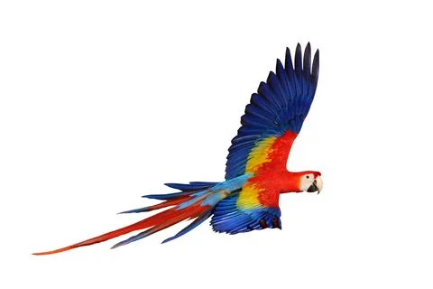 Parrot Stock Photos