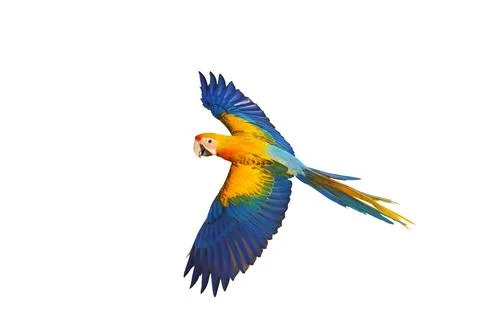 Parrot Stock Photos