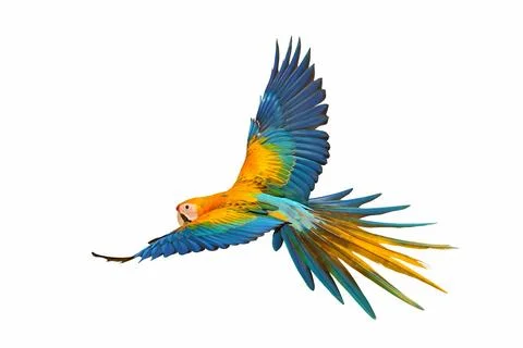Parrot Stock Photos