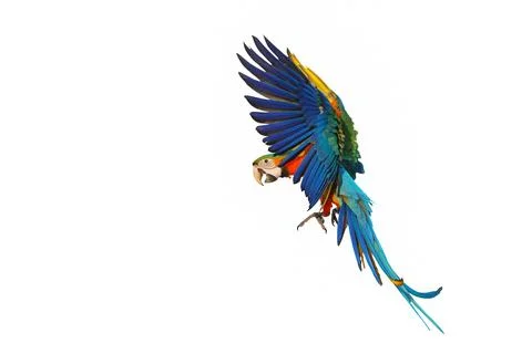 Parrot Stock-Fotos