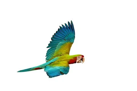 Parrot Stock Photos