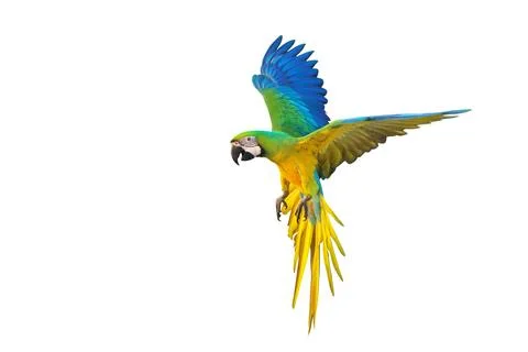 Parrot 写真素材