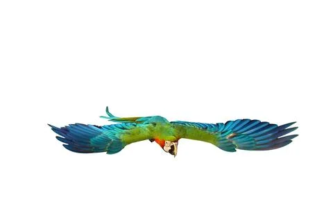 Parrot Stock-Fotos
