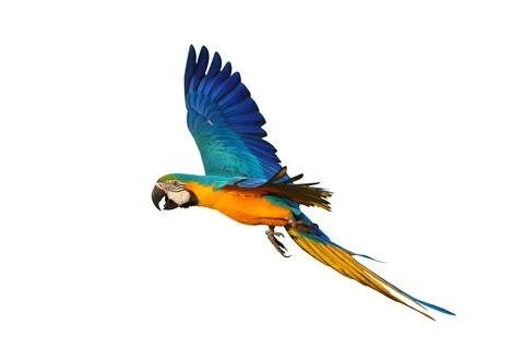 Parrot Stock Photos