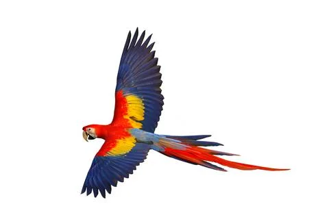 Parrot Foto stock