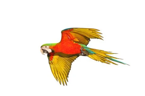 Parrot Stock Photos