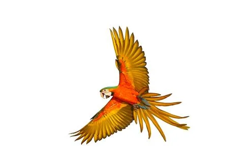 Parrot Foto stock