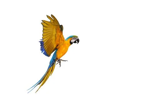 Parrot Stock Photos