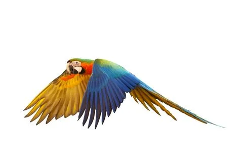 Parrot Stock-Fotos