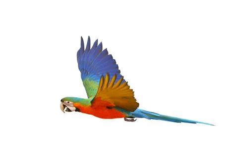 Parrot Stock Photos
