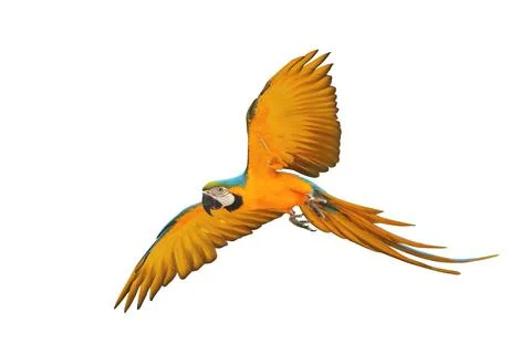 Parrot Stock Photos