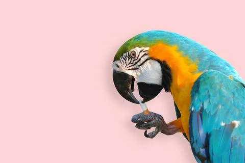 Parrot 스톡 사진