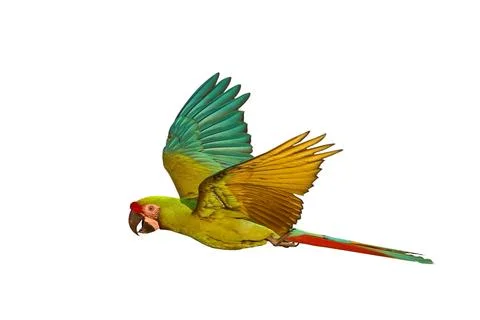 Parrot Stock Photos