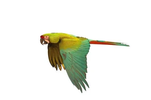 Parrot Stock Photos