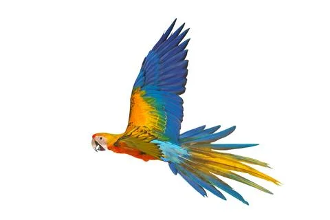 Parrot Stock Photos