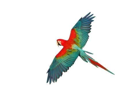 Parrot Foto stock