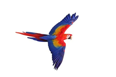 Parrot Foto stock