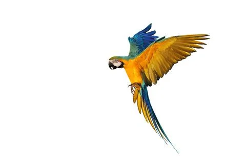 Parrot Stock Photos